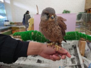 小柄なフクロウは手に乗せることができます。